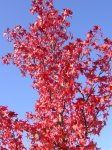 Arbre g�n�alogique !